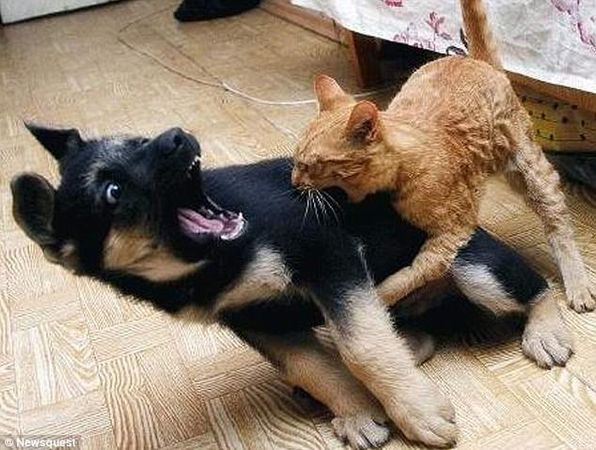 This...? AAAH! The cat bit me!