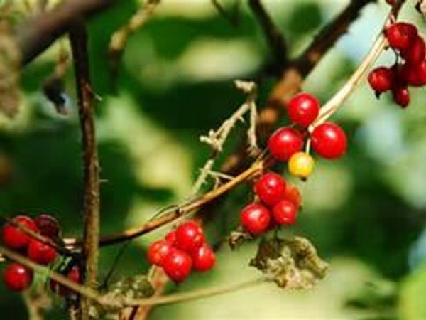 you see a patch of berries near a house you haven't seen before. what do you do.