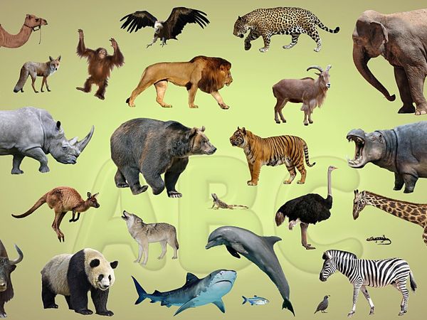 Finally, If you had to be an animal, which would it be?