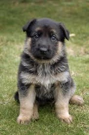 Do you like Alsatians?