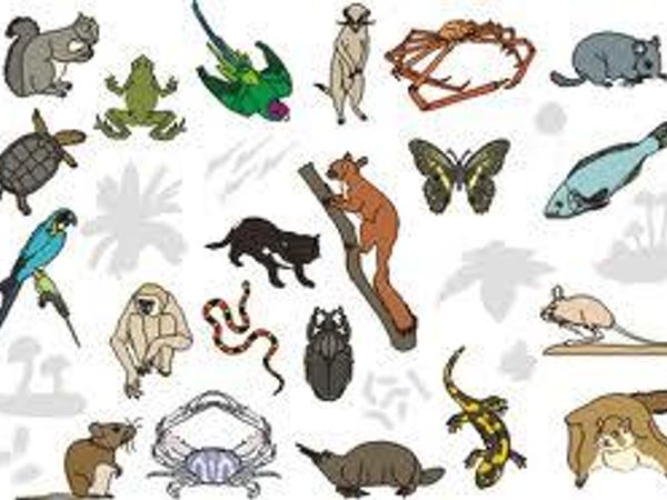 Wats ur fave animal?