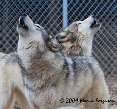 How often do you howl?