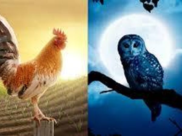 Are you a morning bird or night owl?