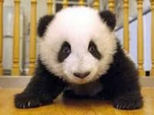 Do pandas have anyblack and white fur when they're born?