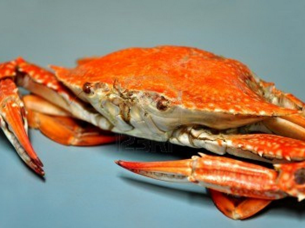 last question! How much do you like crabs?