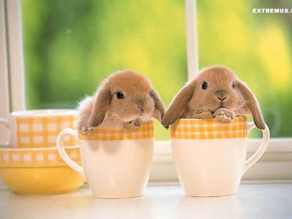 What do you think about bunnies