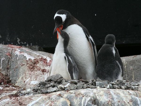 How does a penguin build its house?