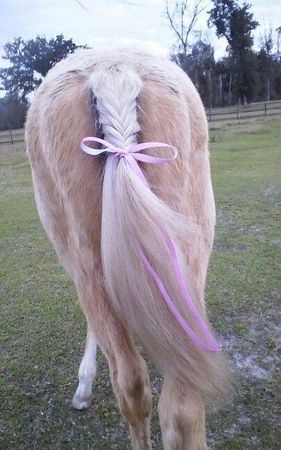 If you see a horse with a white ribbon on its tail, you would