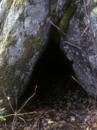 Cave or a tree stump?