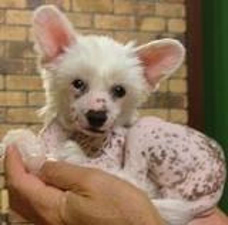 Nicki Minaj has recently bought a Chinese Crested puppy of your sister. She wants Samson to get a cute little T shirt but what should it be like?