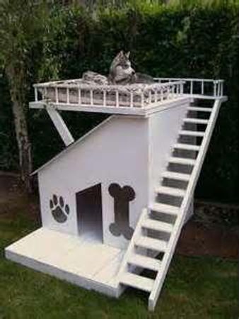 Where will you let your husky live?