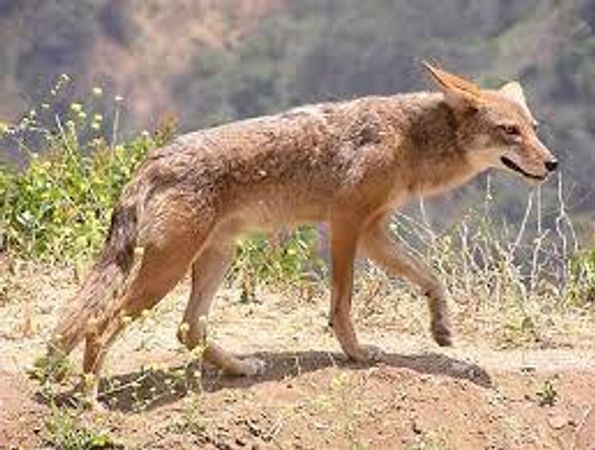 What do you do when you meet a coyote?