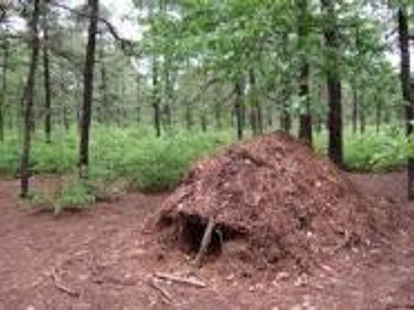 If you needed to make a shelter in the woods how would you do this?