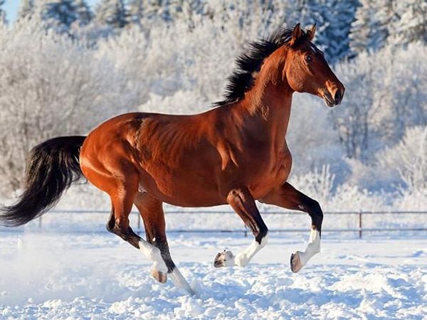 Horse are, in your opinion . . .