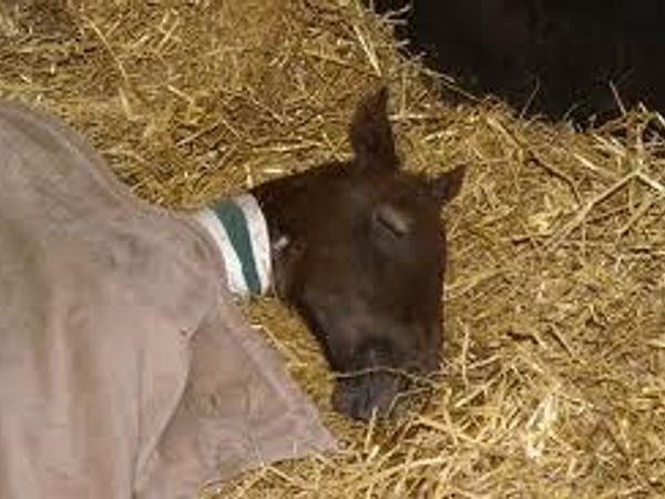 A young foal gets sick and cannot move for a couple days. Rumor has it that a band of cowboys are coming north to where you are. what do you do?