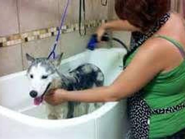 Now it gets a bit more serious, how often will you bathe your husky??