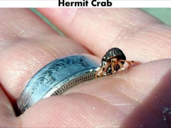 Would this make you loose your fear of having a crab pinch you?