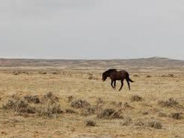 A loner wants to join your herd, you are not leader but your do have a say, what is it?