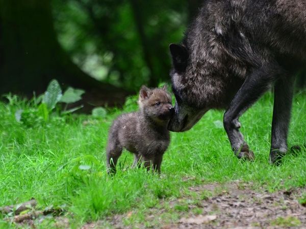 You are in the middle of battle, fighting for your life. Then, you see a lost, scared, wolf pup. You...