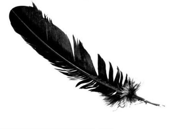 You find black feathers Everywhere! What do you do?