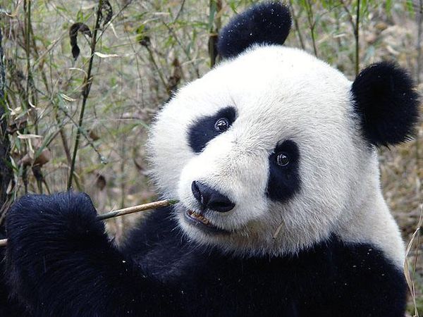 What do pandas eat besides bamboo?