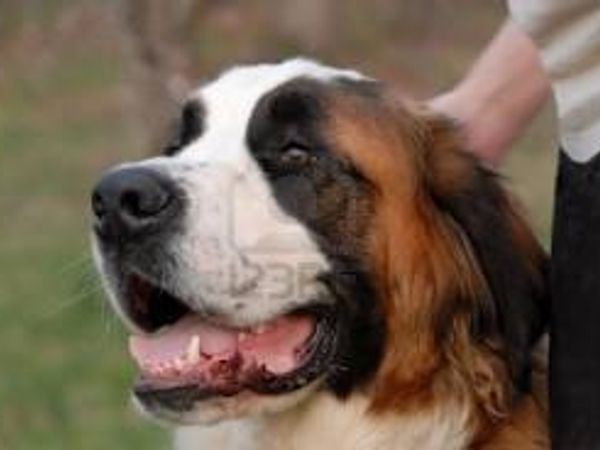 What would you put on a Saint Bernards head?