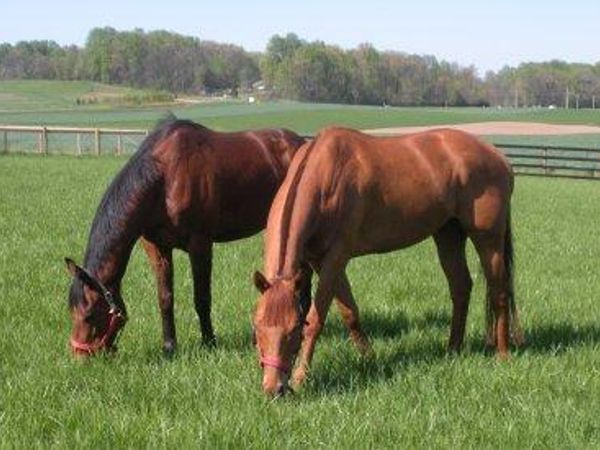 you are a horse enjoying some grazing time in a nice, big pasture. Then you see your owner coming with a halter what do you do?