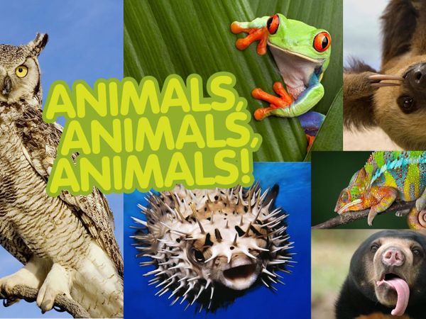 What's your favorite animal on this list?