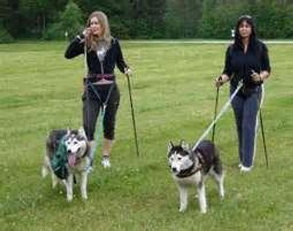 If you get a Husky, would you walk it daily?