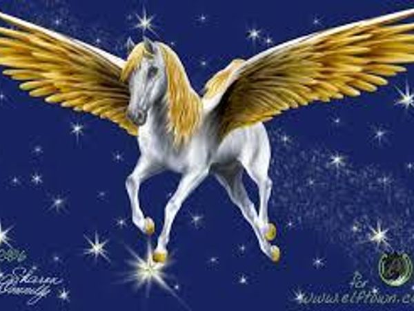 What do you think pegasus are?