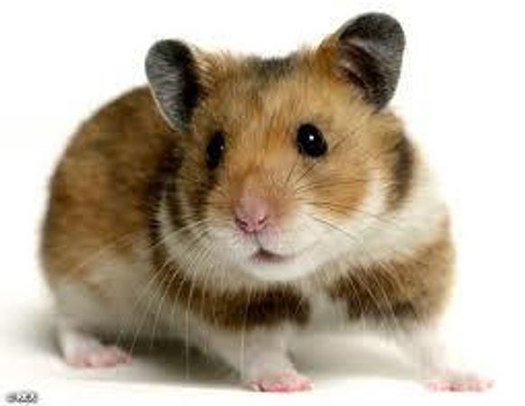 Final question! Its been a long and hard day finally its time to go to bed as you sit down you notice a little furry creature scuttling across your bed, you take a closer look its a hamster! then just underneath your bed you see a foot, your child has brought home a Hamster what do you do?