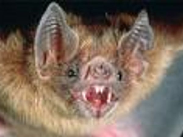 When you see a bat, what do you think?