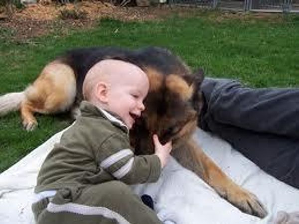 You saw a little boy annoying an Alsatian, the poor dog just wants some peace so he tries to snap at he boy. What do you do?