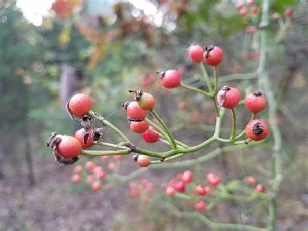 Which red berry best describes your personality?