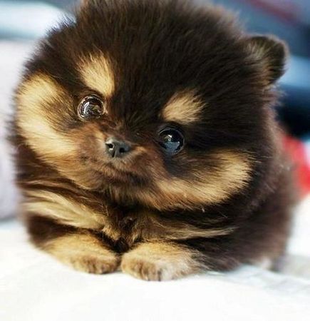 Aww it's a cute fluff ball ?