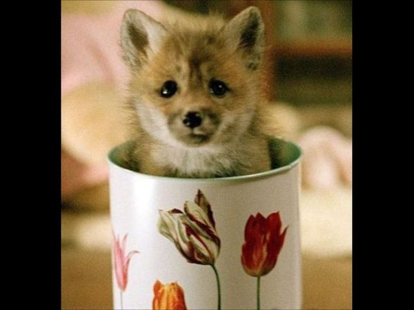 Have you ever had pet a tiny fox?