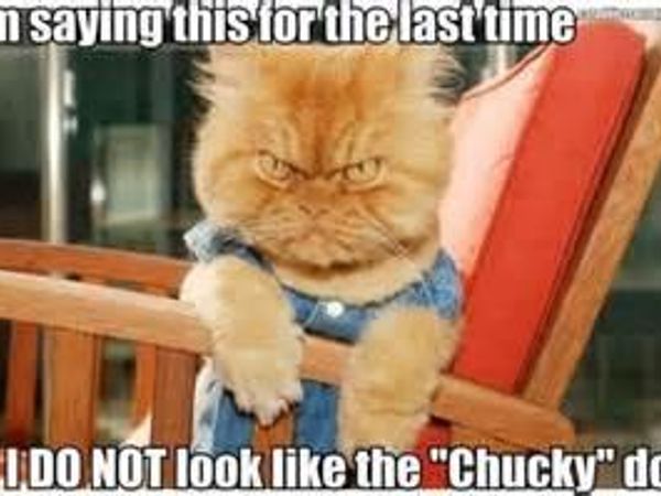 Its the Curse of Chucky....Cat?