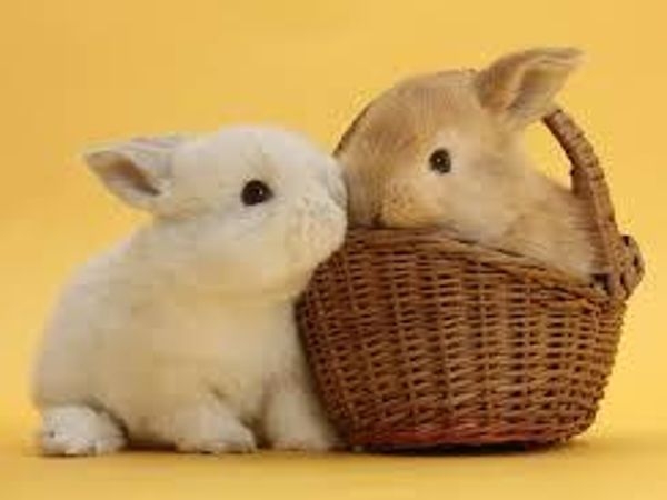 Okay what about this little rabbits? Can you say aww for this one?;3