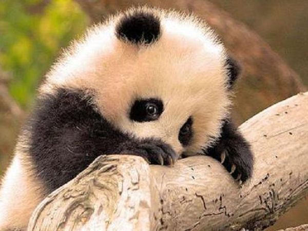 Would you rather date a talking flower or a Panda who tap-dances...