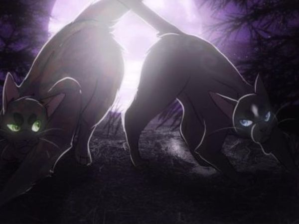 You hear footsteps, ShadowClan has arrived! You see the fight begin, what do you do?