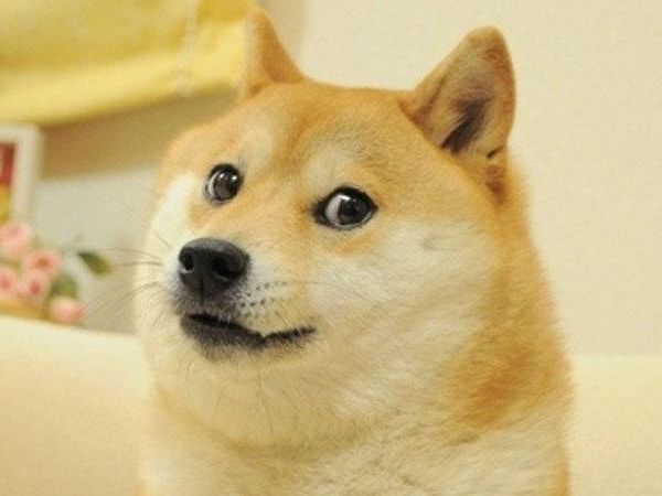 Your doge's fav expression