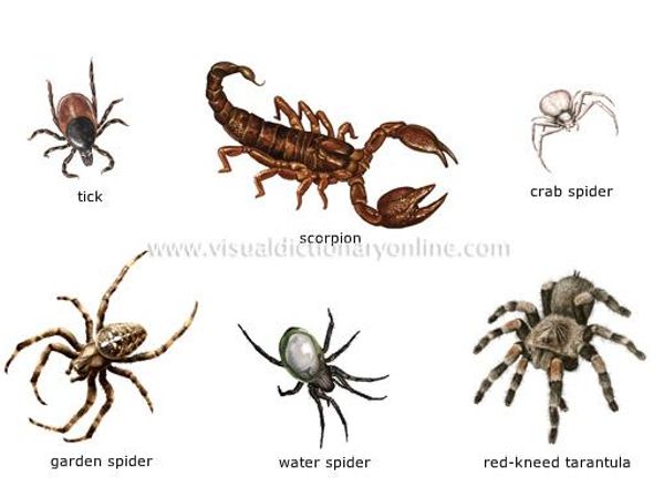 Are you afraid of spiders and arachnids?