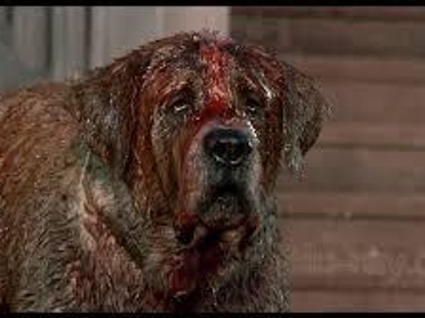 Dun, Dun, Dun! Cujo tries to break into your house. You'll...