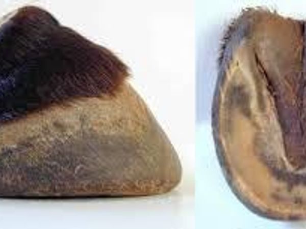 would you eat a horse hoof?