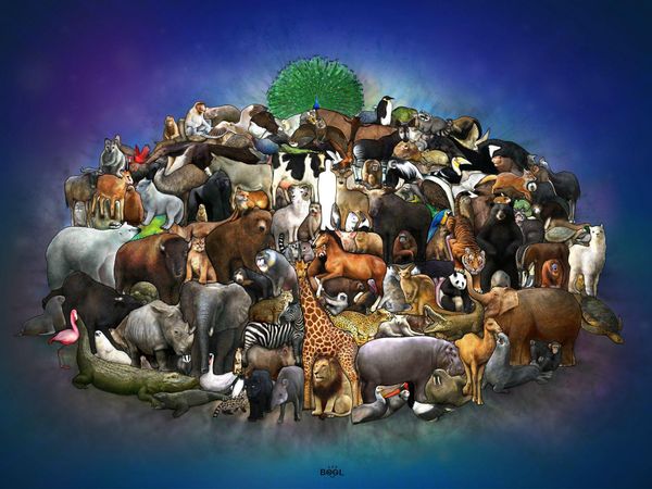 Which ones your favorite animal?