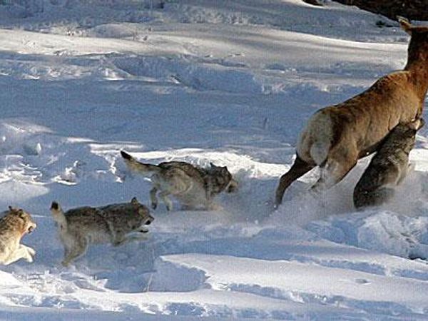 Okay everyone welcome to the quiz!, we are gonna see if you are truly right to be a true wolf so first of all...if you were out hunting a deer with your pack and you began chasing the deer but couldn't catch it yourself what would you do?