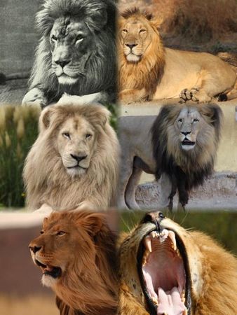 Lions