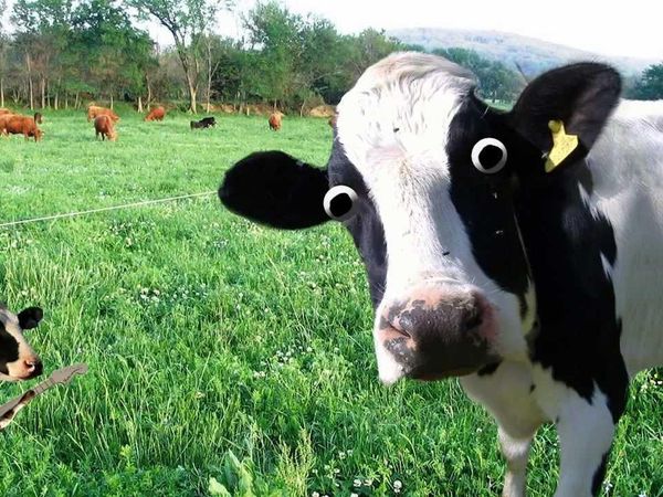 What sound does a cow make??