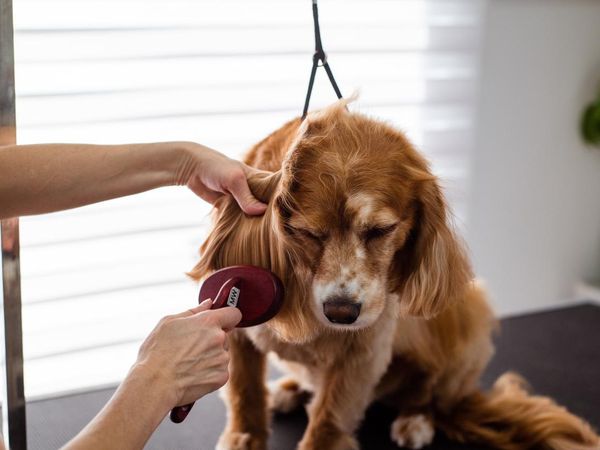 Are you willing to invest in regular grooming for your pet?