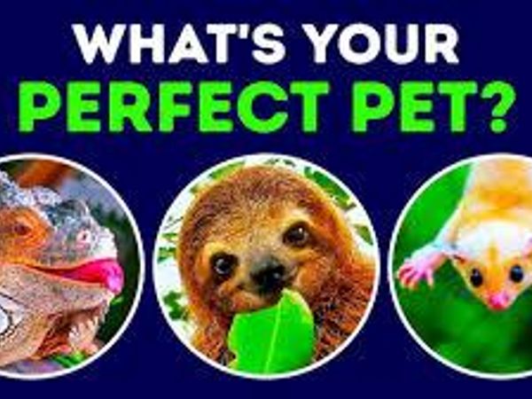 What's your ideal pet?